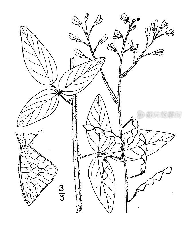 古董植物学植物插图:Meibomia Dillenii, Dillen's Tick三叶草
